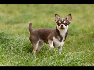 Kategoria Zwierzęta