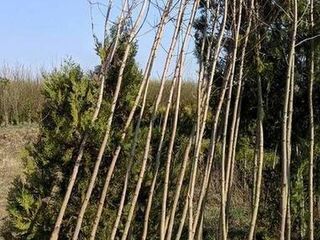Drzewa sadzonki dł. 300-400cm 50szt