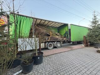 Transport drzew, zestaw 20T firanka, tir