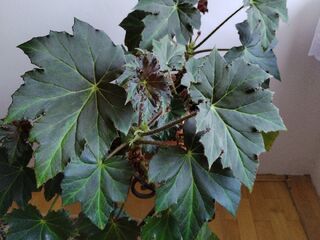 Kategoria Delikatne ładunki