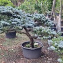 Świerk bonsai szerokość 2 m