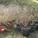 Rośliny w doniczkach ze szkołki