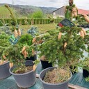 Kategoria Pozostałe ładunki