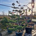 Kategoria Pozostałe ładunki