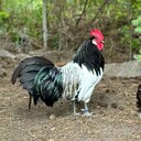 Kategoria Zwierzęta