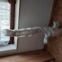 Kategoria Inne pojazdy