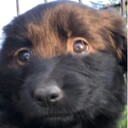 Prośba o dowóz szczeniaka