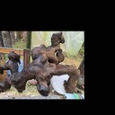 Kategoria Pozostałe ładunki