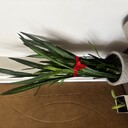 Kategoria Pozostałe ładunki