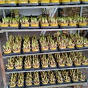 Kategoria Delikatne ładunki