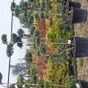 Transport drzewa 230cm można na leżąco 100kg